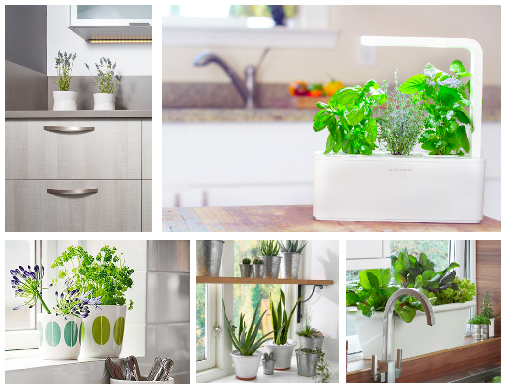 plantas-en-la-cocina-plants-in-the-kitchen-viefe-1